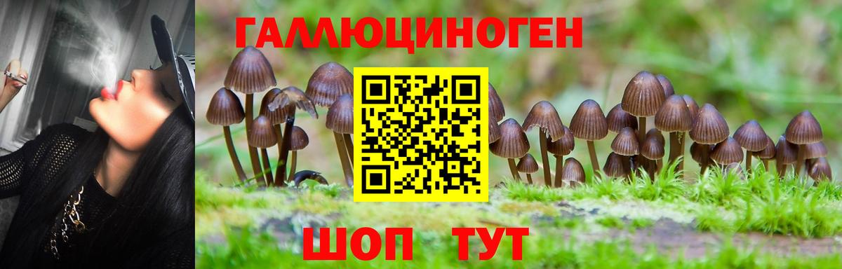 Калуга  Псилоцибиновые грибы Cubensis  Вход с VPN 